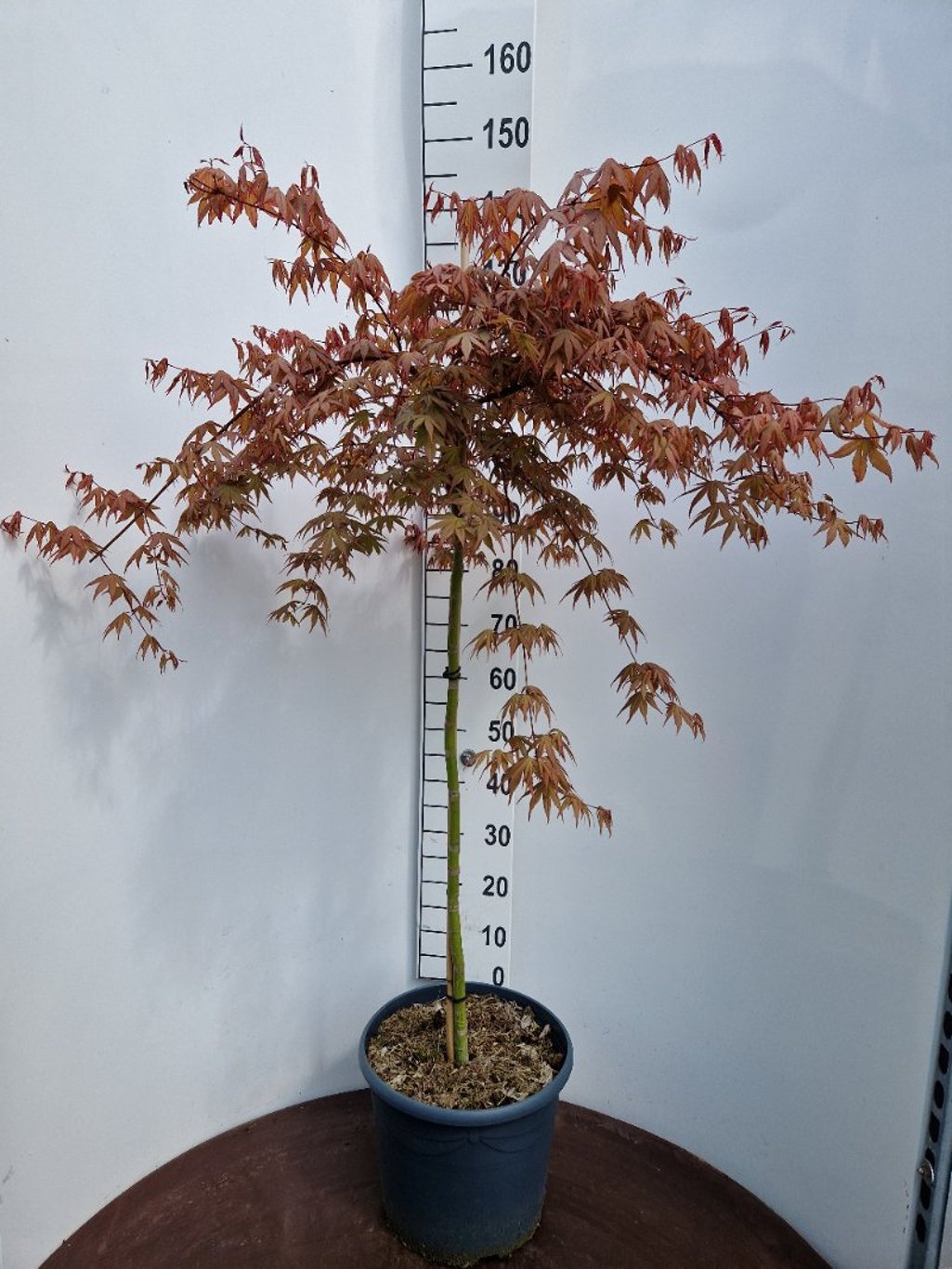 Acer pal. Cascade Ruby - 90 CM Stem C20